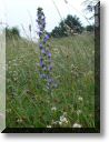 2012-06-24-BALADE-STE GENEVIEVE007.jpg